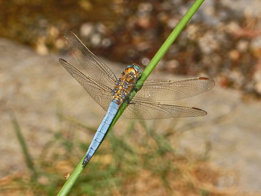 Una libellula azzurra